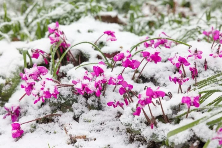 Discover the best winter flowering plants to brighten your garden. From jasmine to pansies, learn which flowers thrive in the cold and snow for year-round color. The Complete Winter Flowering Plants
