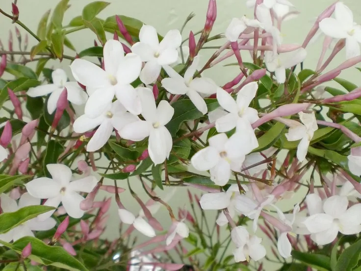 The Magical Night Blooming Jasmine Plant: A Fragrant Friend