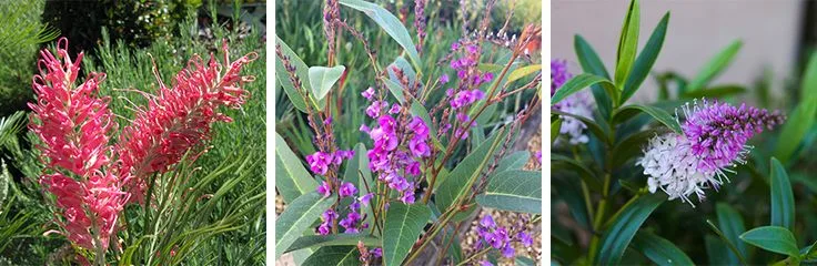 Discover the best winter flowering plants to brighten your garden. From jasmine to pansies, learn which flowers thrive in the cold and snow for year-round color. Discover the best winter flowering plants to brighten your garden. From jasmine to pansies, learn which flowers thrive in the cold and snow for year-round color.