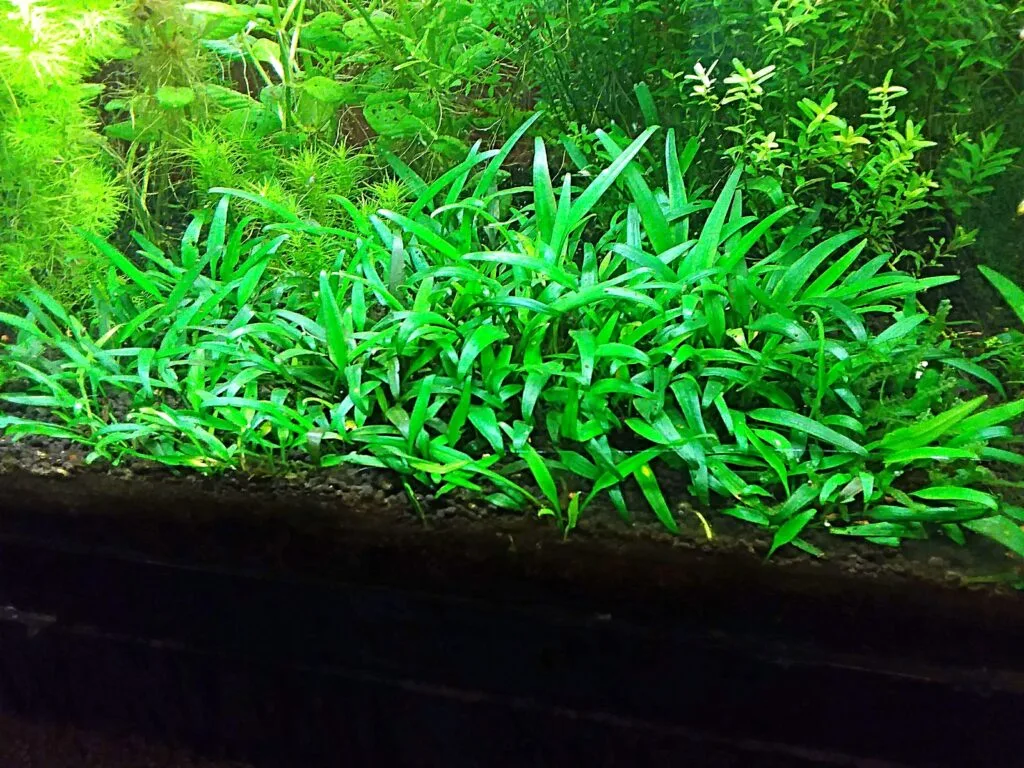 The Best Plants for Beginners The Best Plants for Beginners