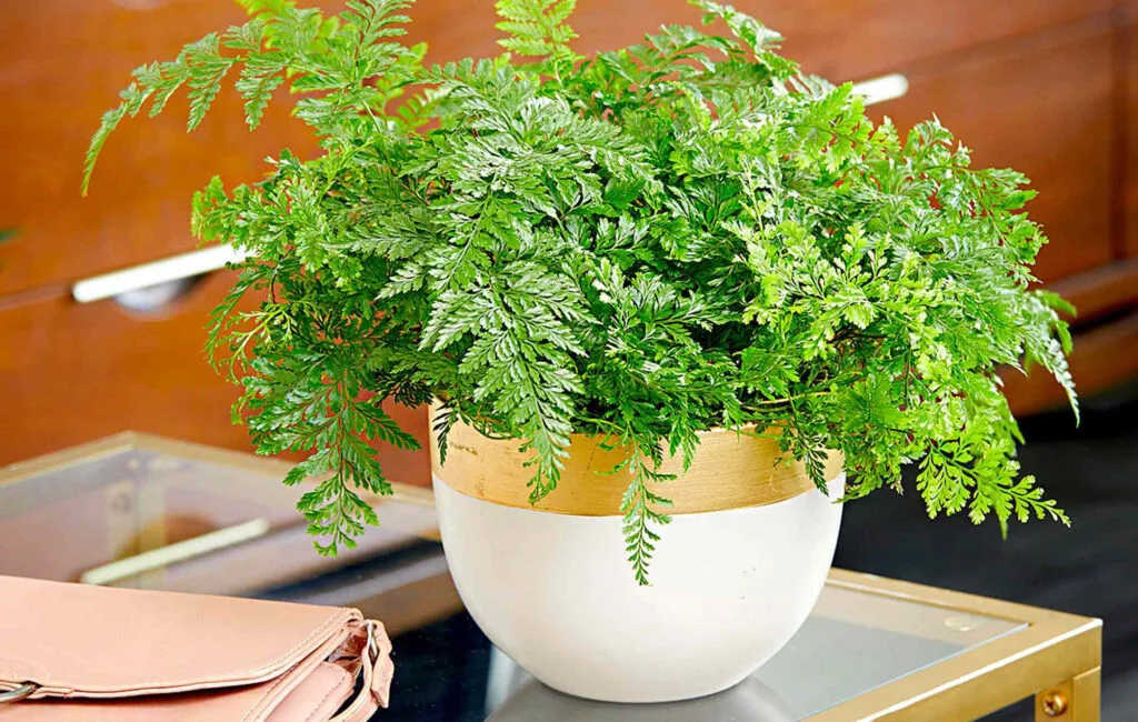 The Best Plants for Beginners The Best Plants for Beginners