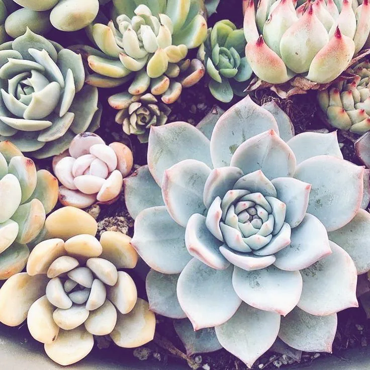 The Hidden Beauty of Succulent Flowers The Hidden Beauty of Succulent Flowers