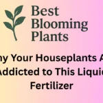 Why Your Houseplants Are Addicted to This Liquid Fertilizer