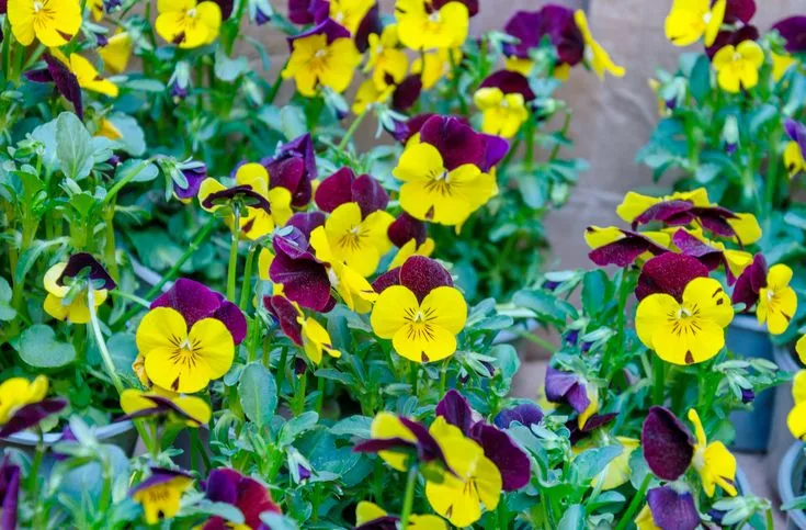 The Best Plants for Beginners The Best Plants for Beginners