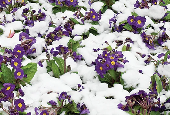Discover the best winter flowering plants to brighten your garden. From jasmine to pansies, learn which flowers thrive in the cold and snow for year-round color. Discover the best winter flowering plants to brighten your garden. From jasmine to pansies, learn which flowers thrive in the cold and snow for year-round color.