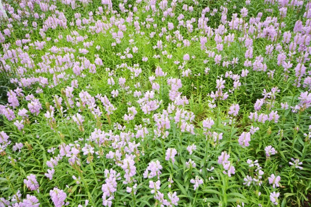 Everything About The Obedient Plant Everything About The Obedient Plant