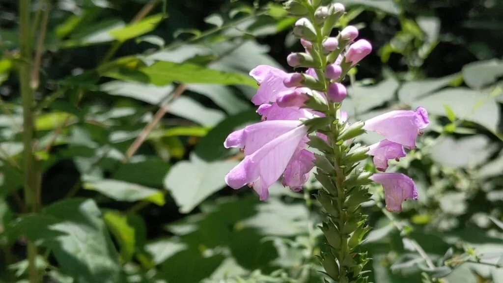 Everything About The Obedient Plant Everything About The Obedient Plant