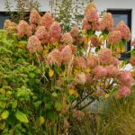 Conical Flowering Plants