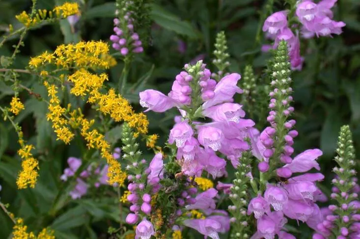 Everything About The Obedient Plant Everything About The Obedient Plant