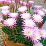 The Amazing World of Cactus Flowers