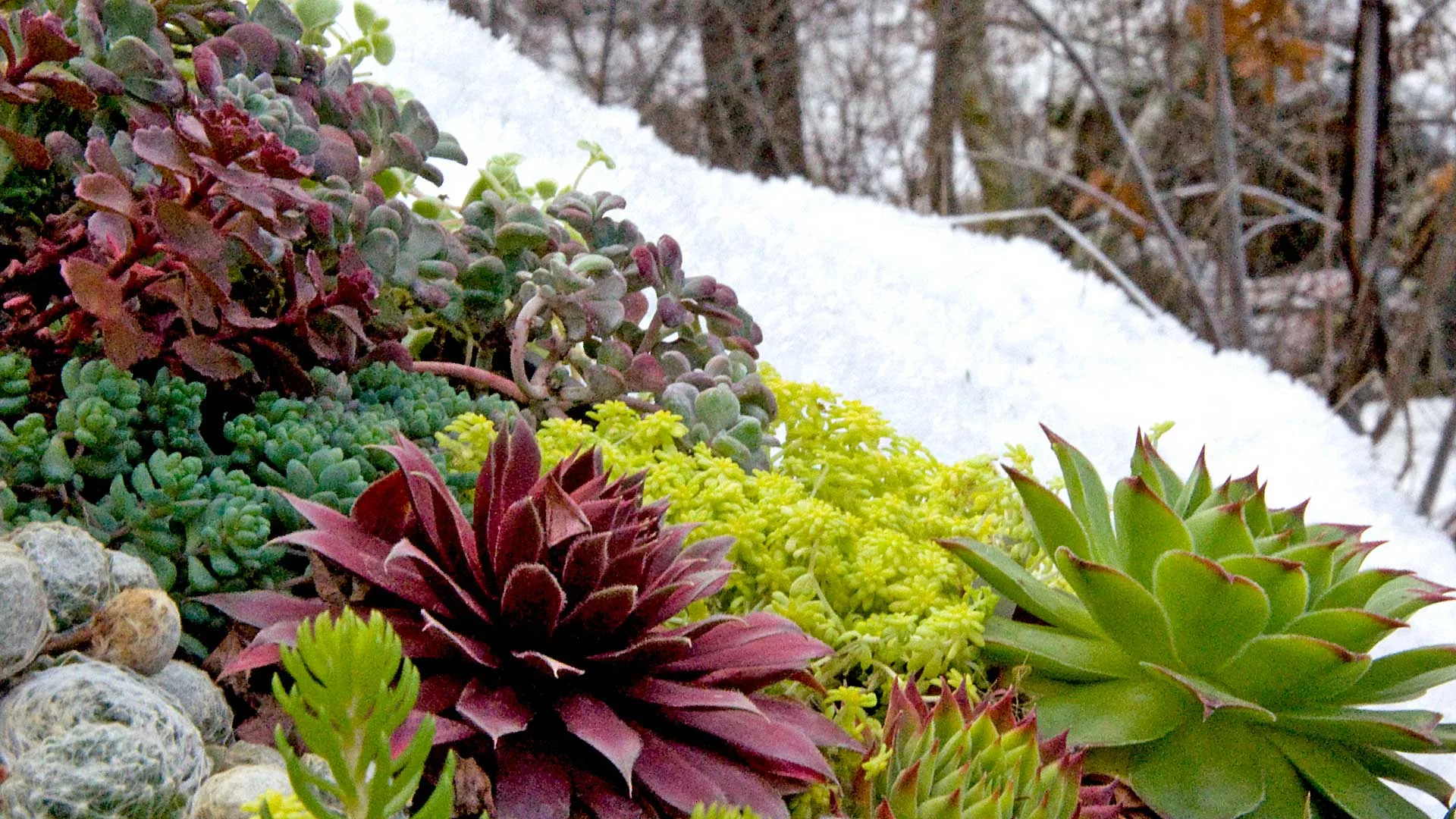 The Complete Winter Flowering Plants The Complete Winter Flowering Plants
