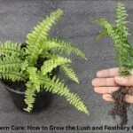 A lush green Boston Fern in a white hanging basket