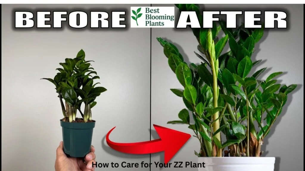 ZZ plant leaves being wiped clean with a cloth