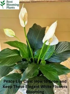 A beautiful Peace Lily plant with white flowers in a grey pot