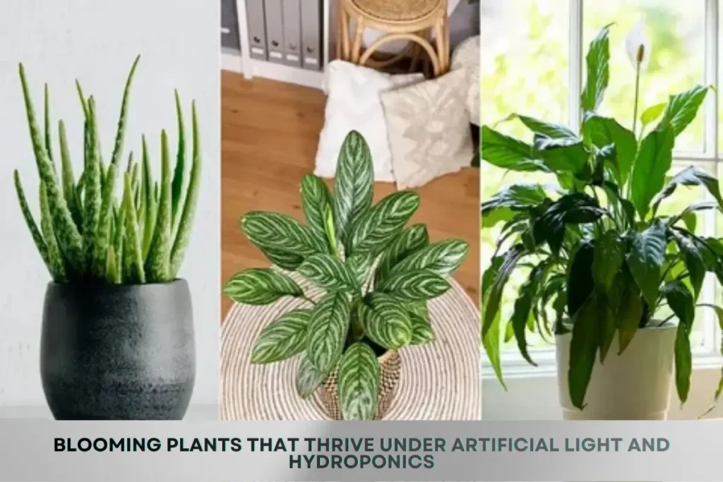 Blooming Plants that Thrive Under Artificial Light and Hydroponics