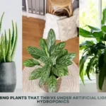 Blooming Plants that Thrive Under Artificial Light and Hydroponics