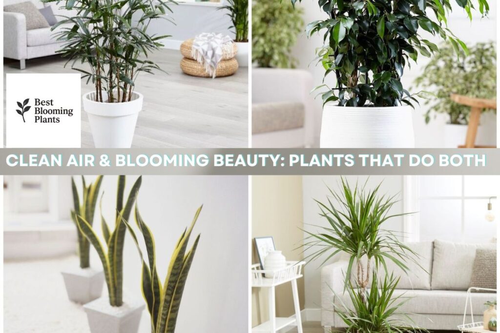 Clean Air & Blooming Beauty: Plants That Do Both