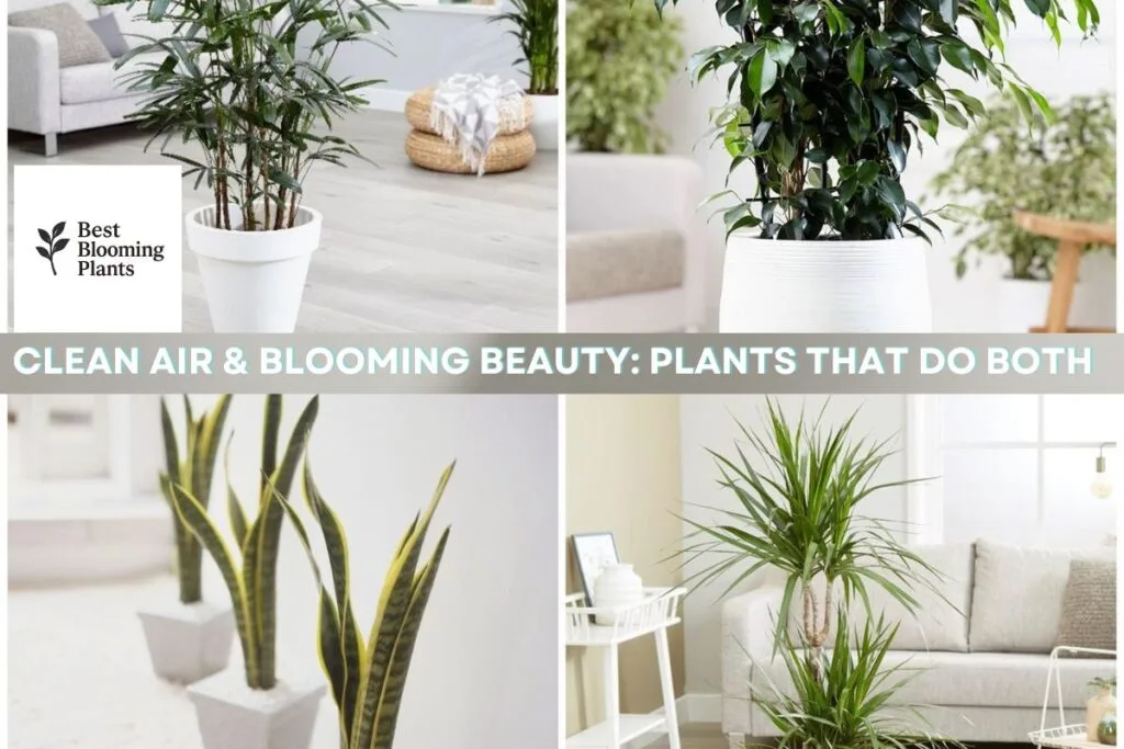 Clean Air & Blooming Beauty: Plants That Do Both