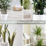 Clean Air & Blooming Beauty: Plants That Do Both