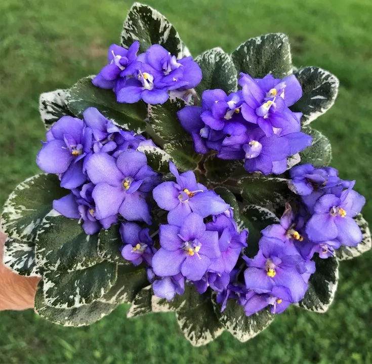 Clean Air & Blooming Beauty Plants That Do Both