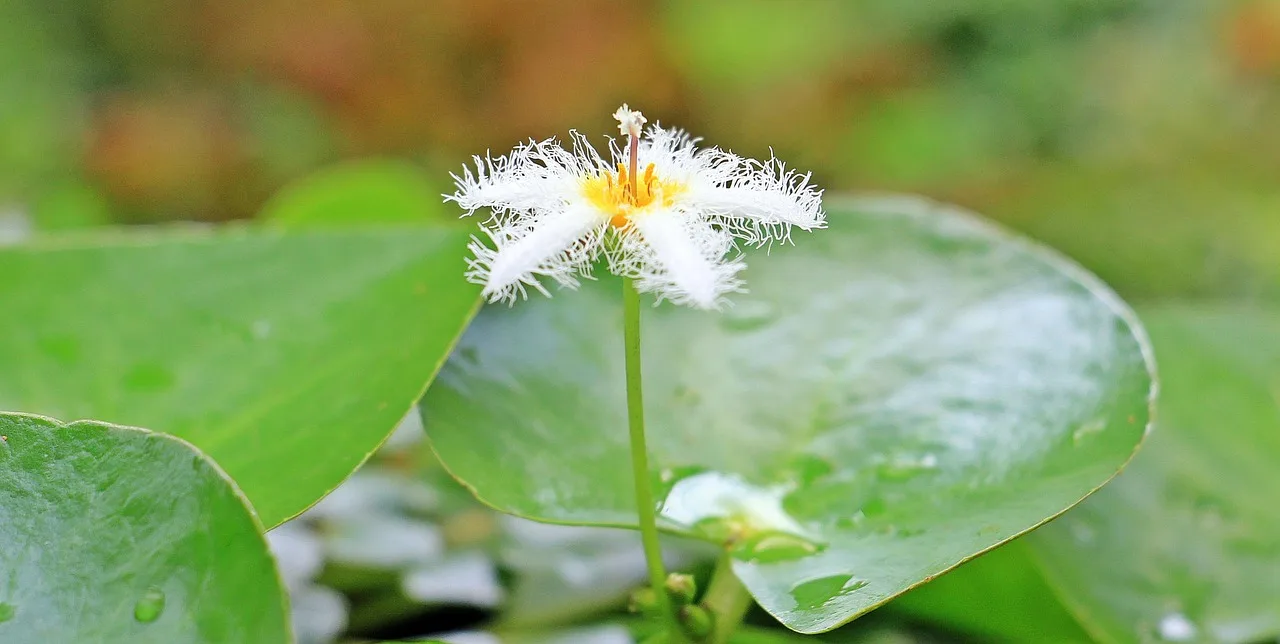 Clean Air & Blooming Beauty: Plants That Do Both