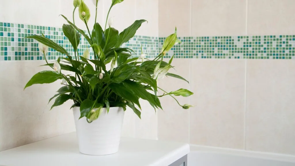 Clean Air & Blooming Beauty: Plants That Do Both