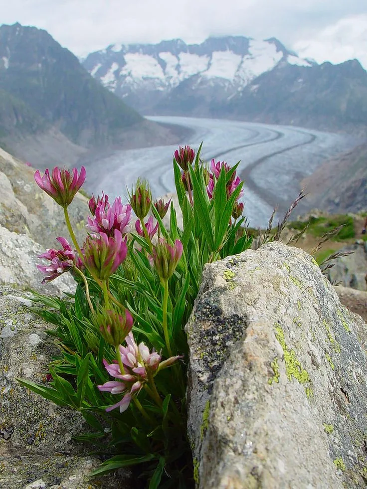 Deep Dive into Dependable Winter Flowers