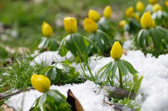 Flowering Shrubs for Mid-Winter Cheer