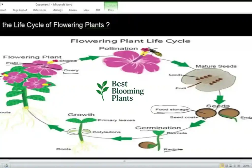 Blooming & Flowering Plants – Types, Features, and Life Cycle