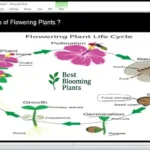 Blooming & Flowering Plants – Types, Features, and Life Cycle