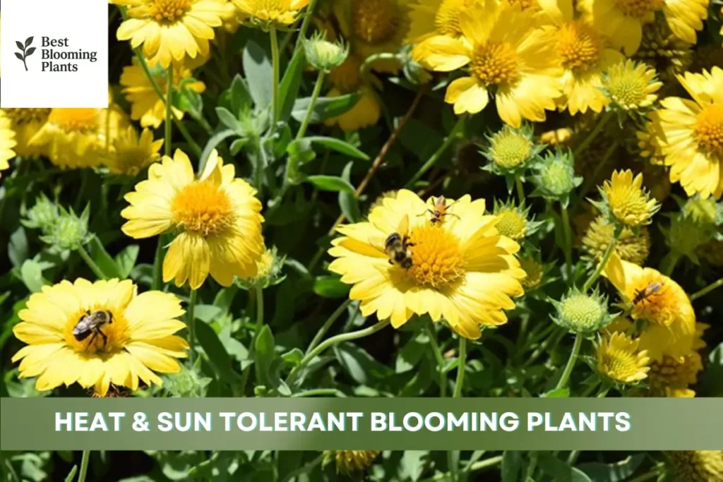Thriving in the Sun: A Guide to Heat Proof Blooming Garden Plants