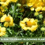 Thriving in the Sun: A Guide to Heat Proof Blooming Garden Plants