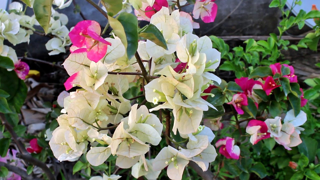 A Guide to Heat Proof Blooming Garden Plants