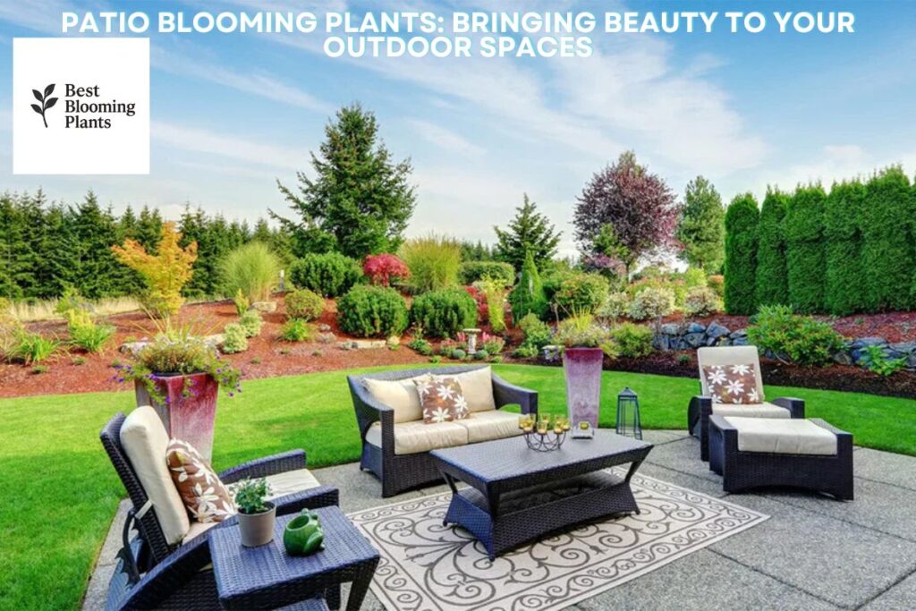 Patio Blooming Plants: Bringing Beauty to Your Outdoor Spaces