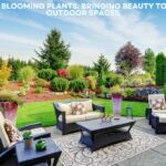 Patio Blooming Plants: Bringing Beauty to Your Outdoor Spaces
