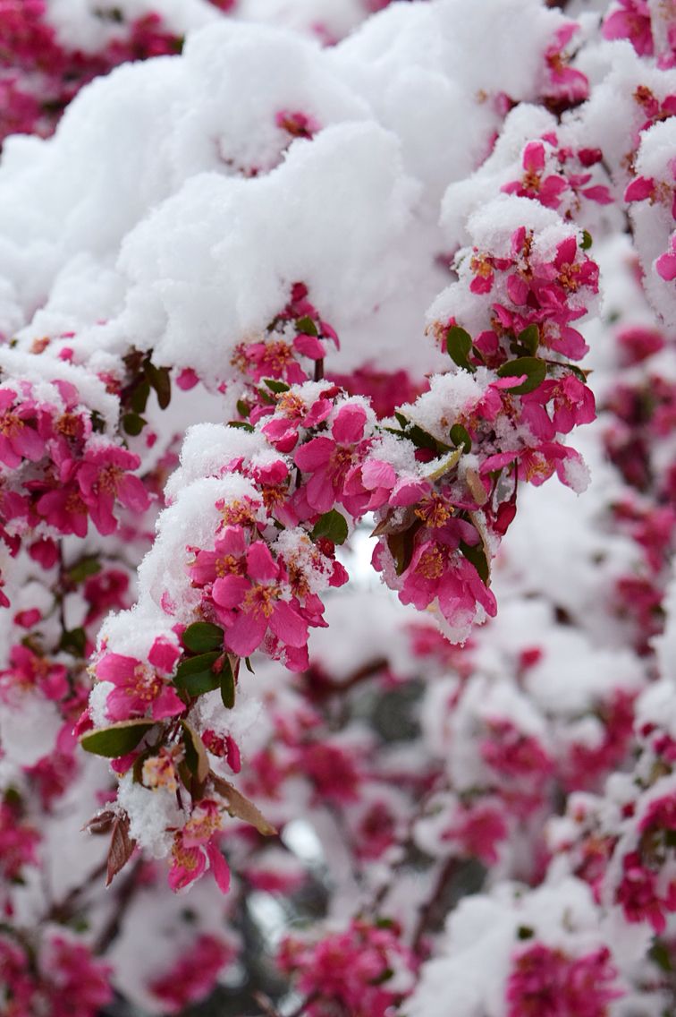 Deep Dive into Dependable Winter Flowers
