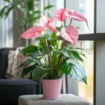 blooming plants indoor