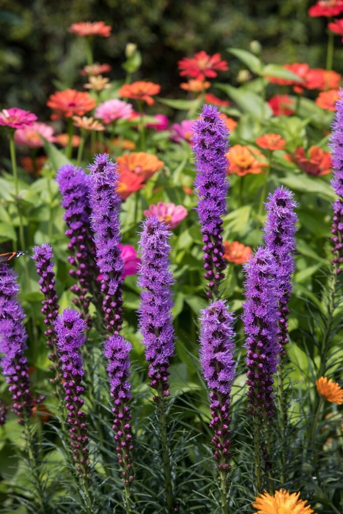 Low-Maintenance Summer Flowering Perennials for Full Sun