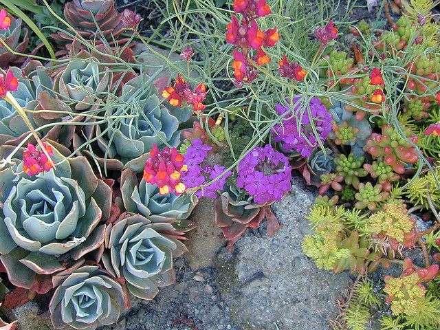 The Hidden Beauty of Succulent Flowers