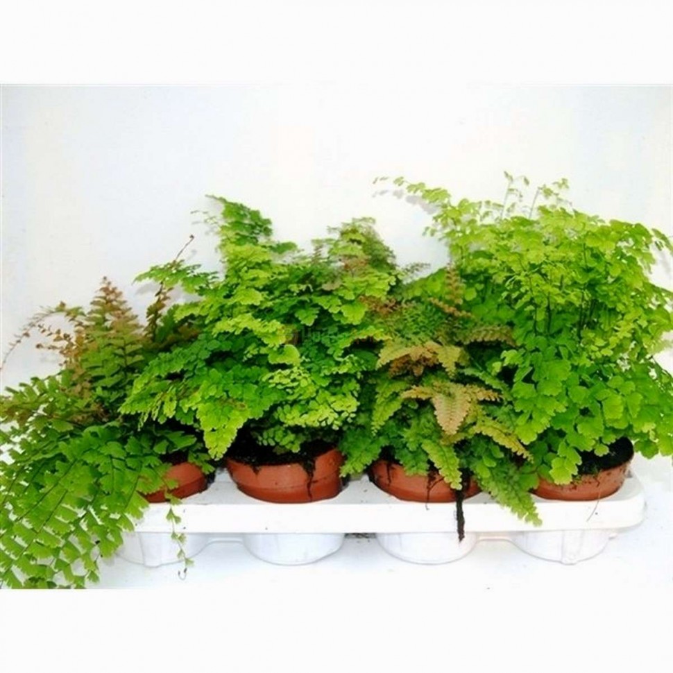  The Best Plants for Beginners