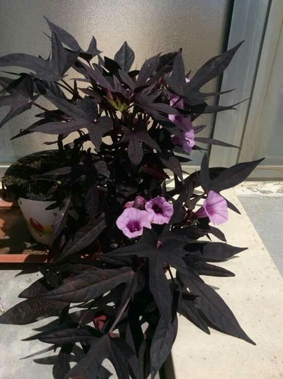 Conical Flowering Plants
