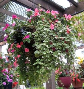 The Ultimate Guide to Hanging Flower Basket Plants