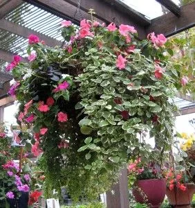 The Ultimate Guide to Hanging Flower Basket Plants