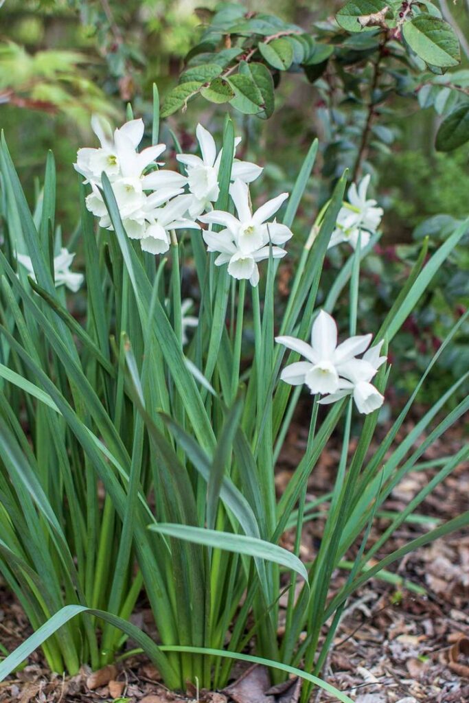 Low-Maintenance Summer Flowering Perennials for Full Sun