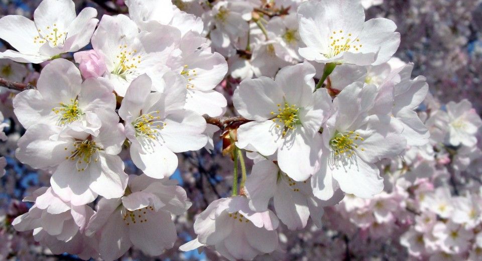 The Magic of Spring Flowering Trees