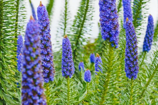 Conical Flowering Plants