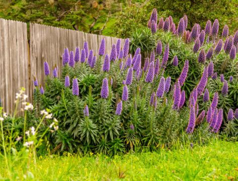 Conical Flowering Plants