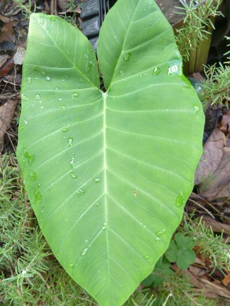 Discovering Elephant Ears the Plant
