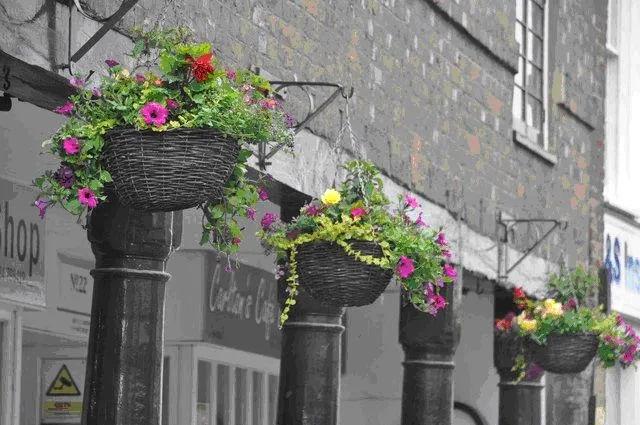 The Ultimate Guide to Hanging Flower Basket Plants