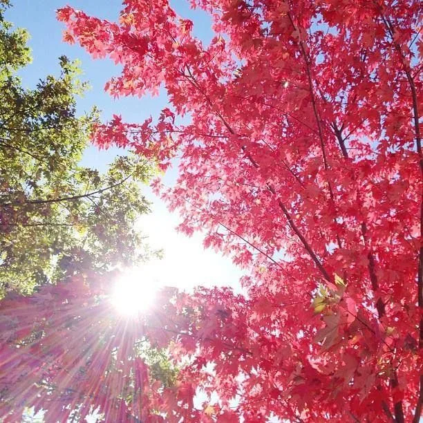 The Magic of Spring Flowering Trees